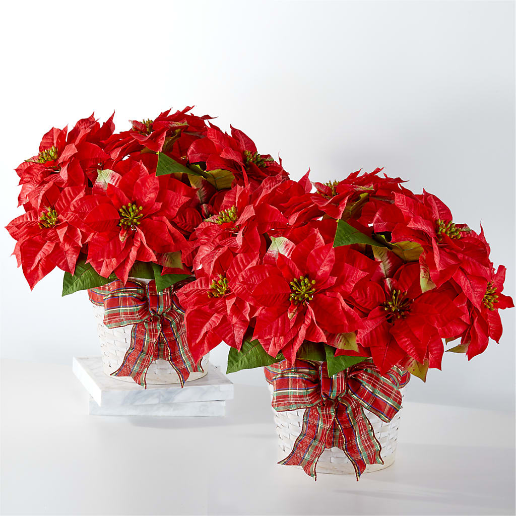 Happiest Holidays Poinsettia Bundle – The Andes Flowers Llc, Fort Myers FL