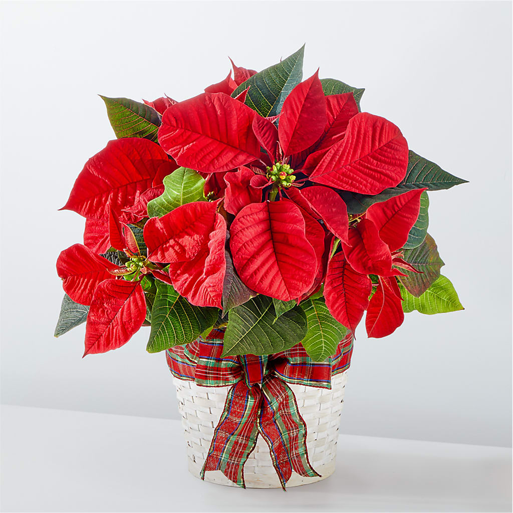 Happiest Holidays Poinsettia – The Andes Flowers Llc, Fort Myers FL