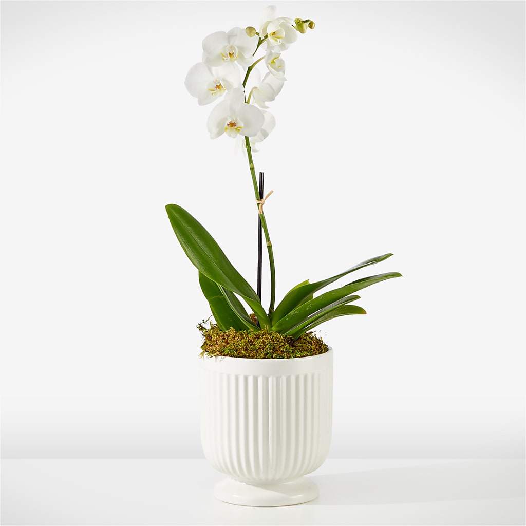 Whispering White Orchid – The Andes Flowers Llc, Fort Myers FL