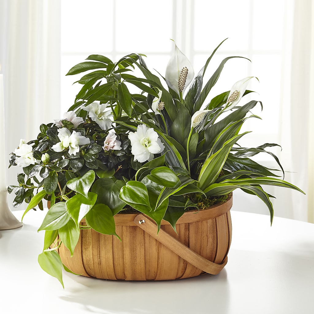 Serene Dishgarden – The Andes Flowers Llc, Fort Myers FL