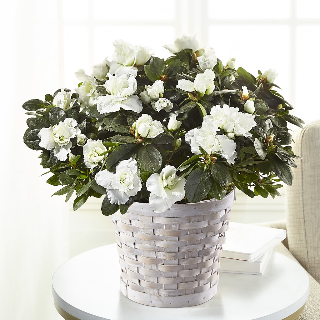 White Azalea Plant – The Andes Flowers Llc, Fort Myers FL
