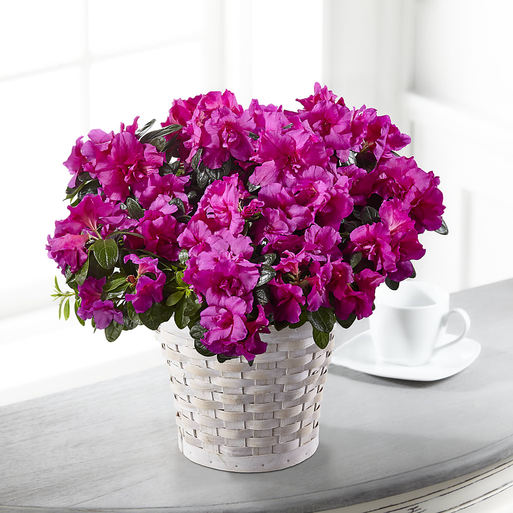 Hope & Serenity Azalea Plant – The Andes Flowers Llc, Fort Myers FL