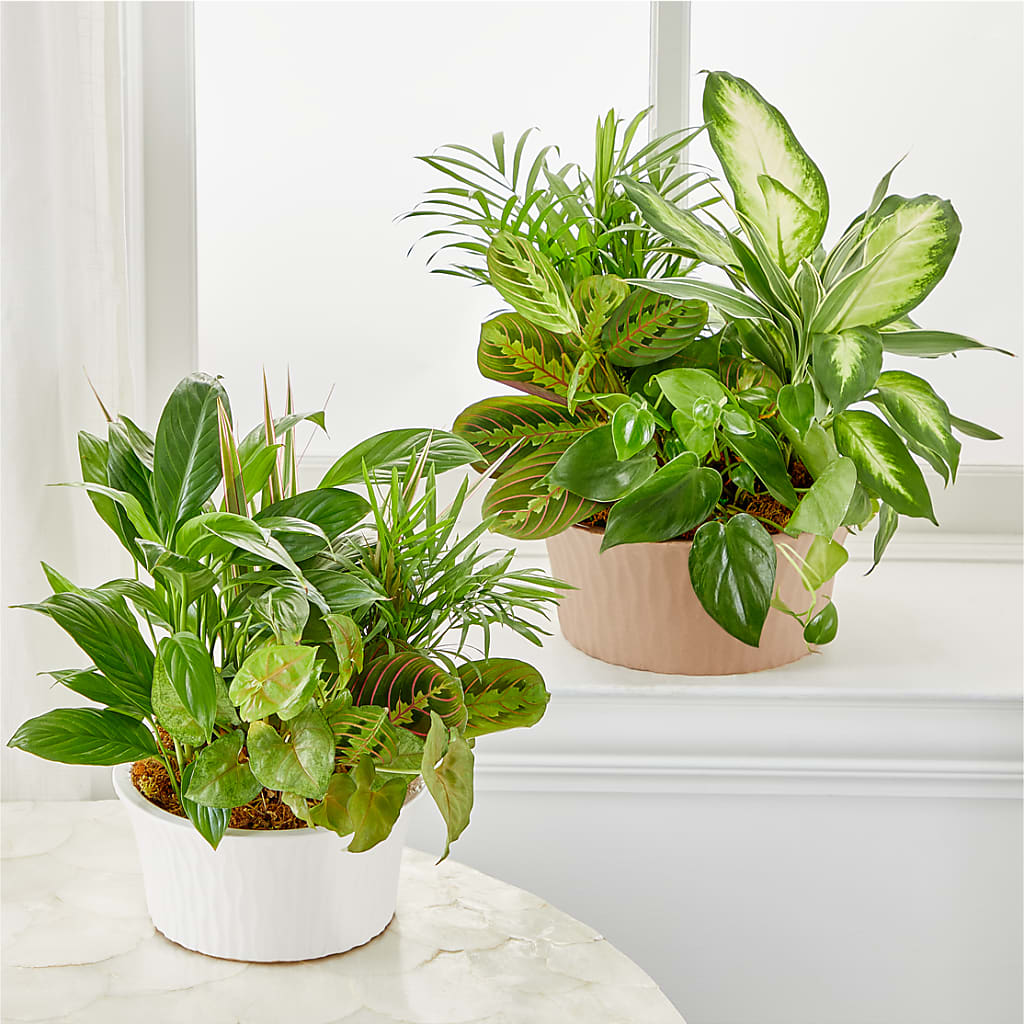Balance & Harmony Dishgarden – The Andes Flowers Llc, Fort Myers FL