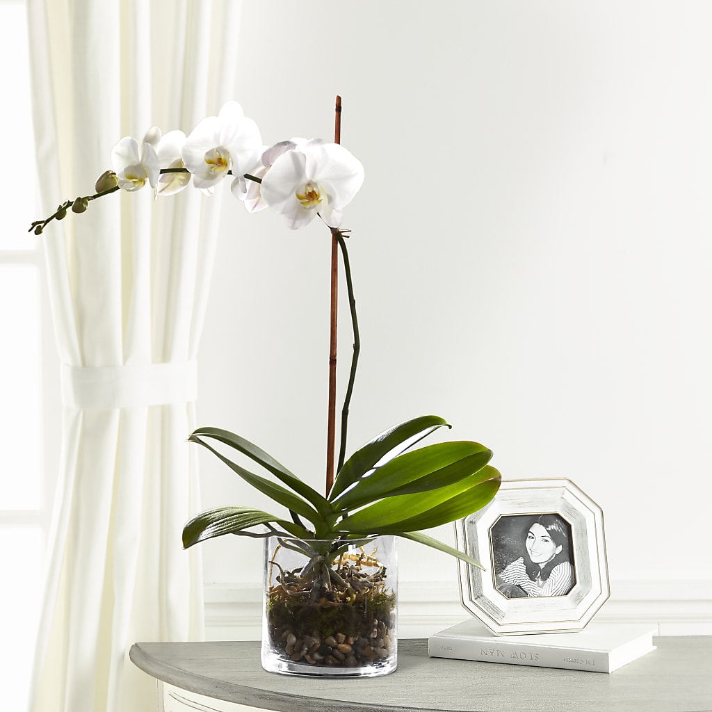 White Orchid Planter – The Andes Flowers Llc, Fort Myers FL