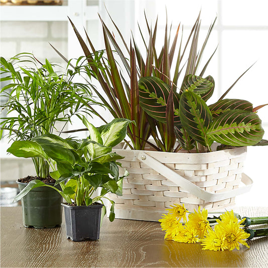 Florist Designed Blooming and Green Plants in a Basket –  The Andes Flowers Llc, Fort Myers FL