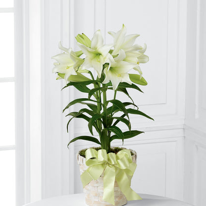 Easter Lily Plant –  The Andes Flowers Llc, Fort Myers FL