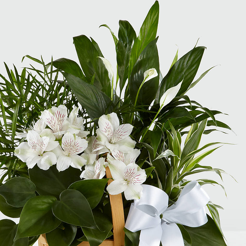 Peace & Serenity Dishgarden –  The Andes Flowers Llc, Fort Myers FL