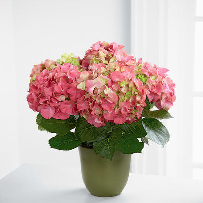 Pink Hydrangea Planter –  The Andes Flowers Llc, Fort Myers FL