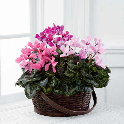 Mixed Cyclamen Planter –  The Andes Flowers Llc, Fort Myers FL