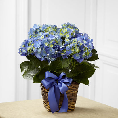 Blue Hydrangea Planter –  The Andes Flowers Llc, Fort Myers FL