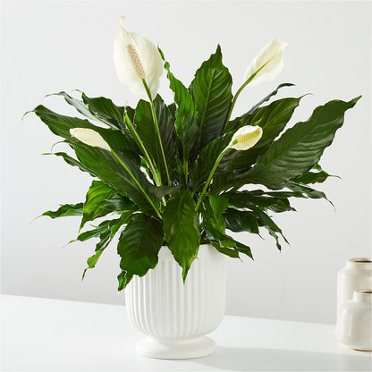 Comfort Planter –  The Andes Flowers Llc, Fort Myers FL