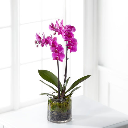Pink Orchid Plant –  The Andes Flowers Llc, Fort Myers FL