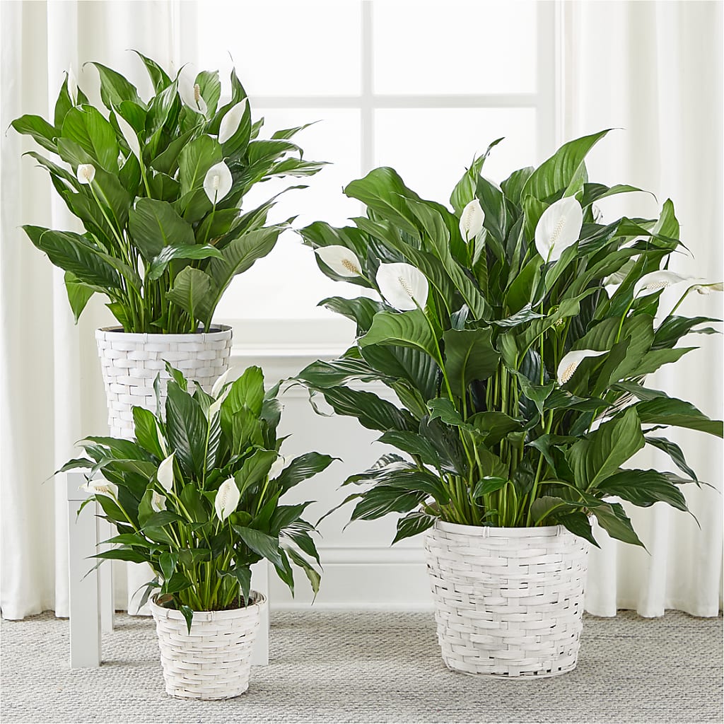 A New Leaf Peace Lily –  The Andes Flowers Llc, Fort Myers FL