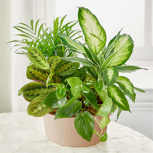 Balance & Harmony Dishgarden –  The Andes Flowers Llc, Fort Myers FL