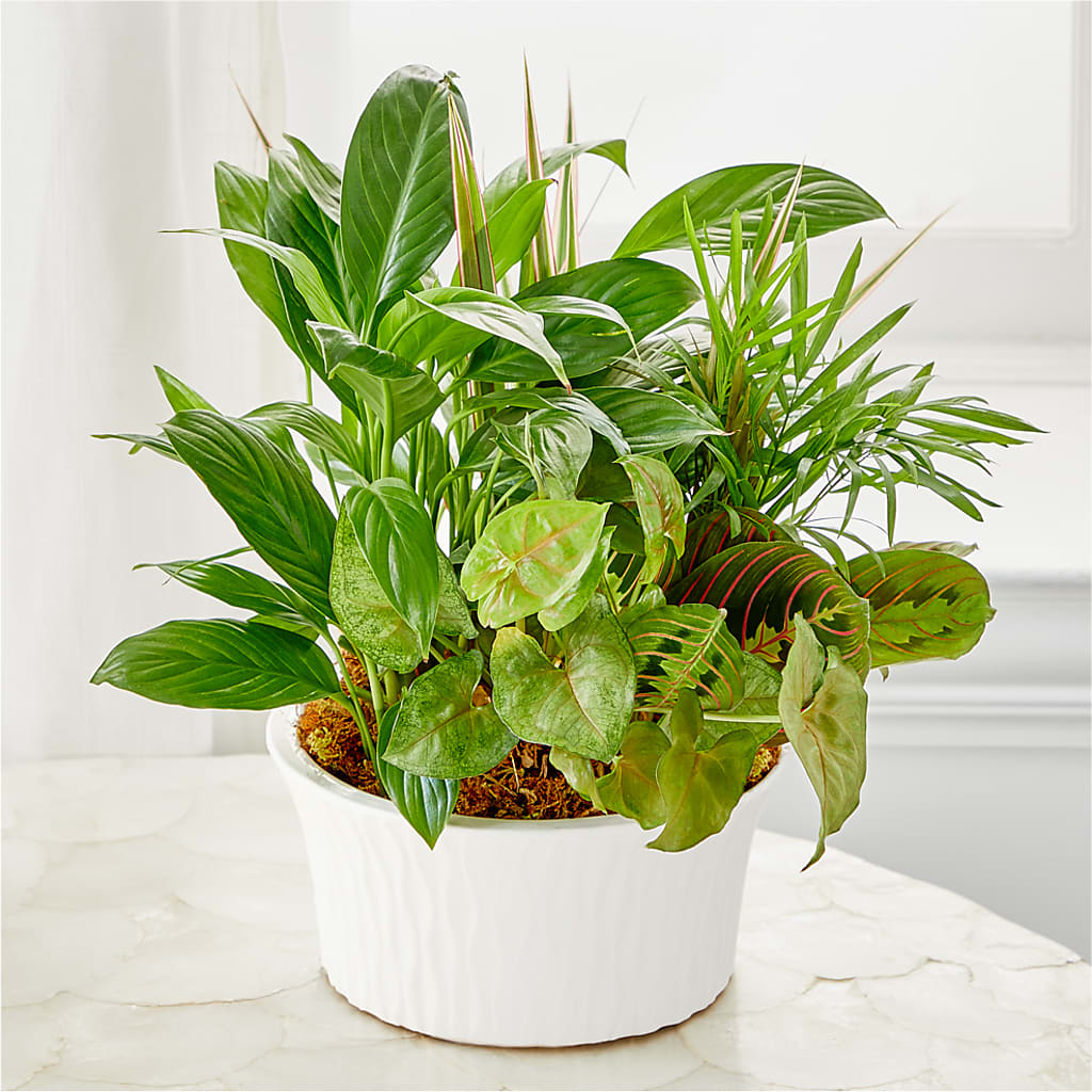 Balance & Harmony Dishgarden –  The Andes Flowers Llc, Fort Myers FL