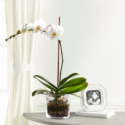 White Orchid Planter –  The Andes Flowers Llc, Fort Myers FL