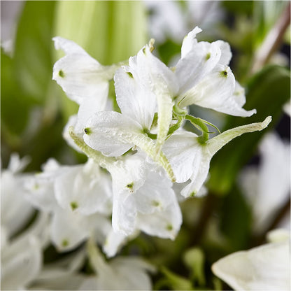 Classic Ivory – A Florist Original –  The Andes Flowers Llc, Fort Myers FL